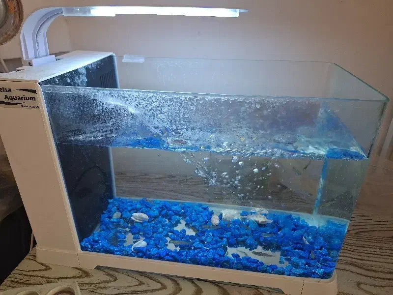 آکواریوم|ماهی|بیرجند, |دیوار