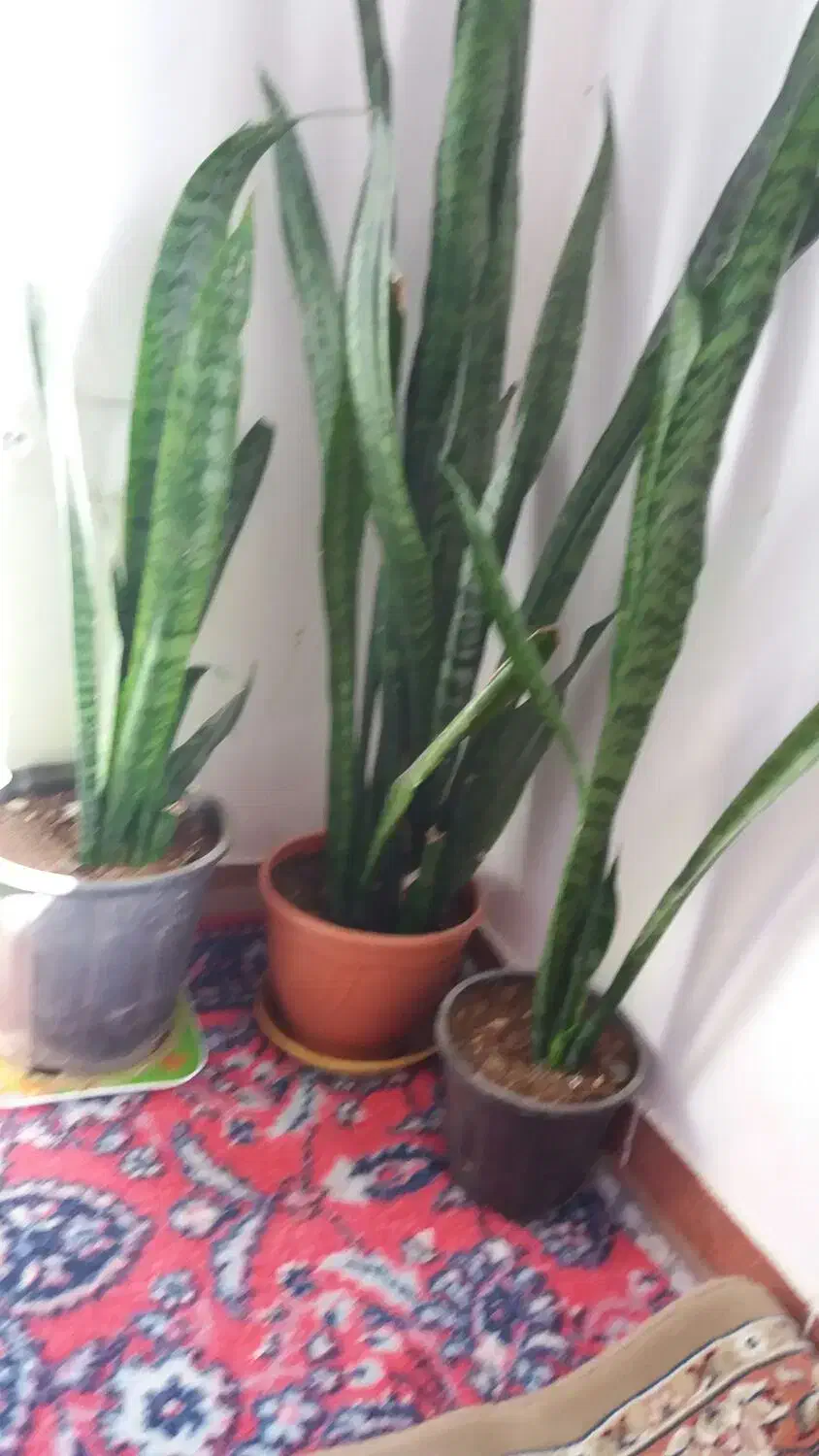 گل  سانسوری|گل و گیاه طبیعی|فسا, |دیوار