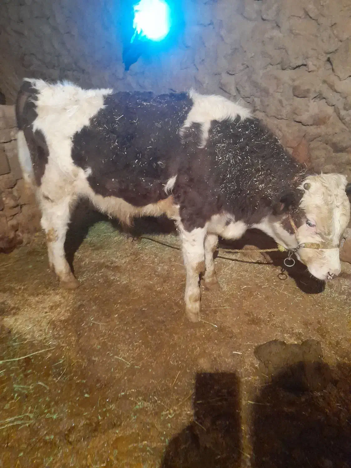 سیمینتال|حیوانات مزرعه|بیرانوند, |دیوار