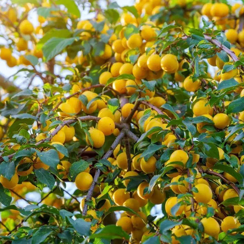 گردو چندلر|خدمات باغبانی و درختکاری|هشترود, |دیوار