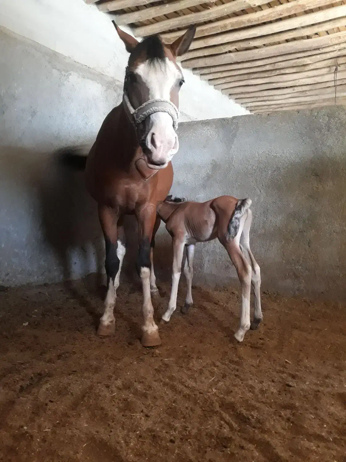 اسب|اسب و تجهیزات اسبسواری|شهرکرد, |دیوار