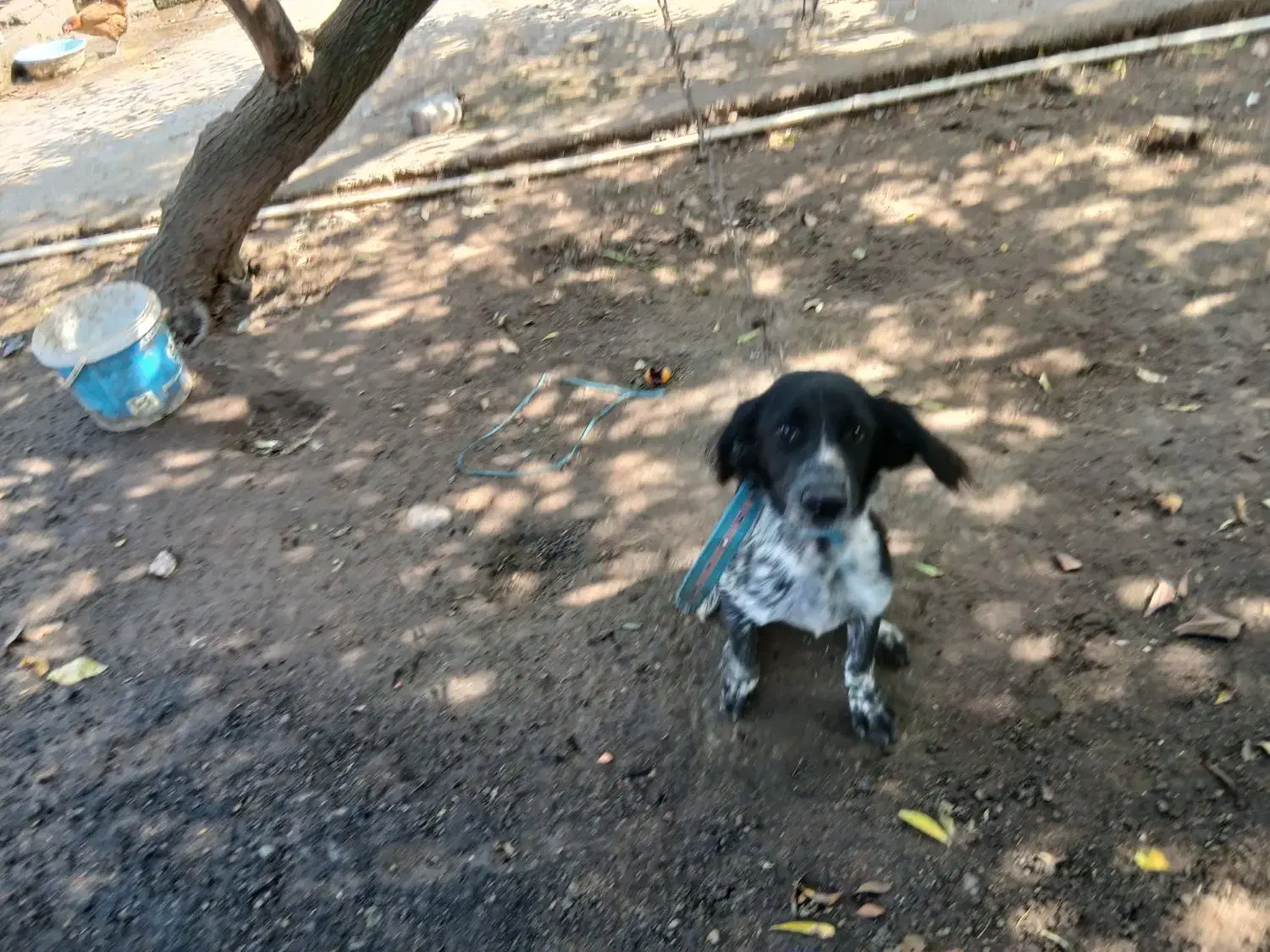 یک قلاده توله نر ستر شکاری|سگ|املش, |دیوار