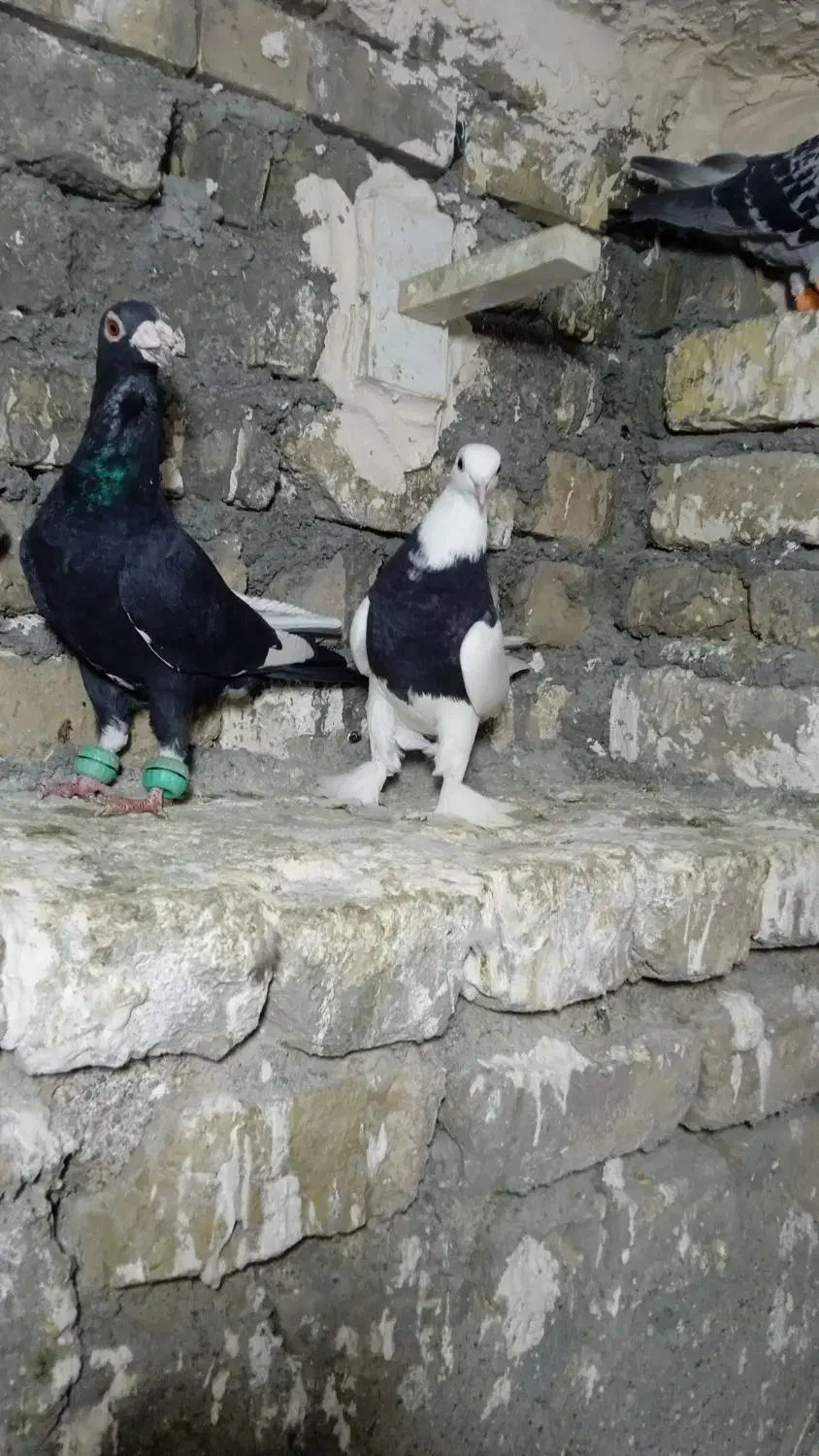 کفتر بوم هوایی|پرنده|طرقبه, |دیوار