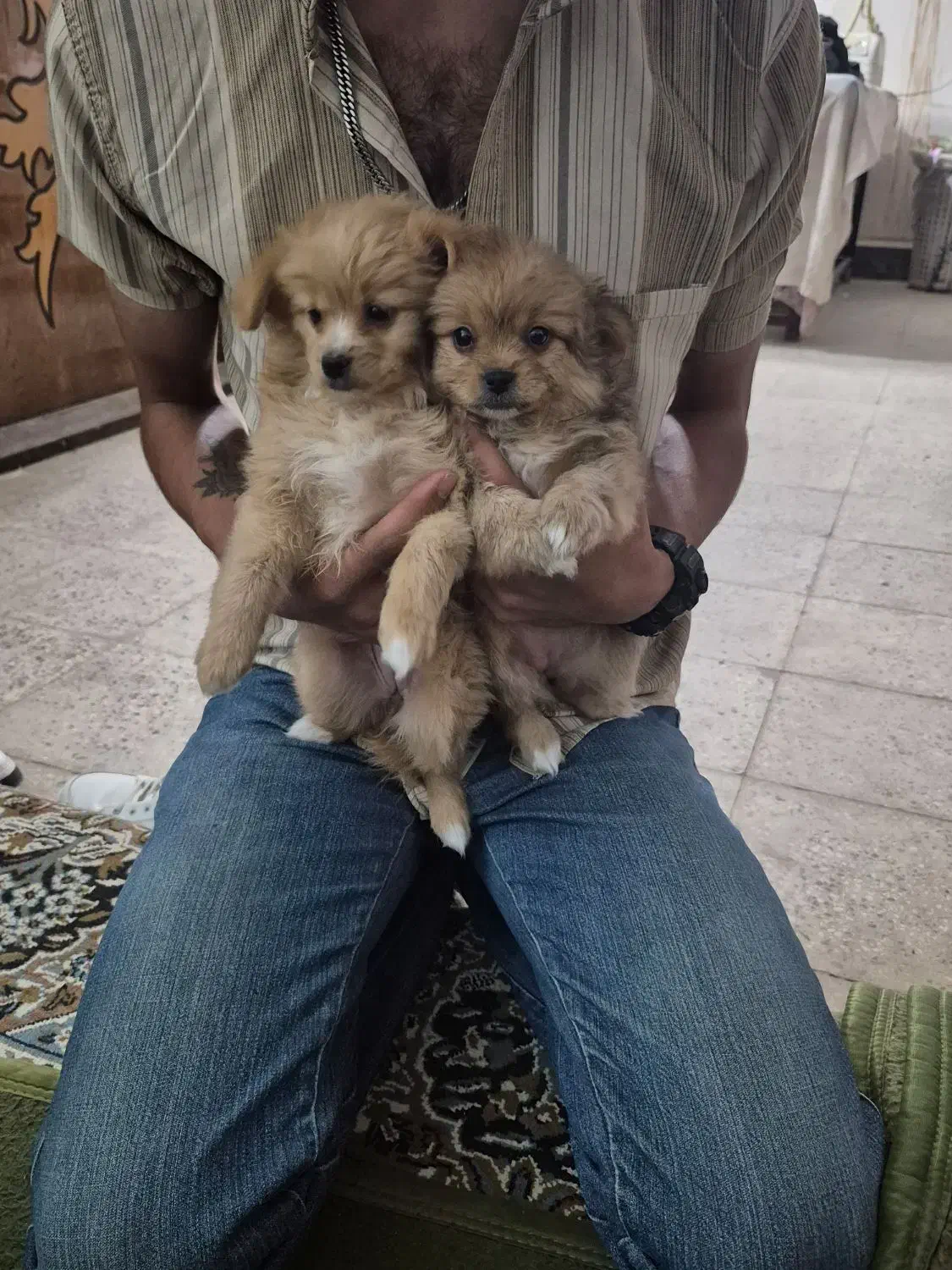 توله پامرین ۹۰ روزه|سگ|پیر بکران, |دیوار