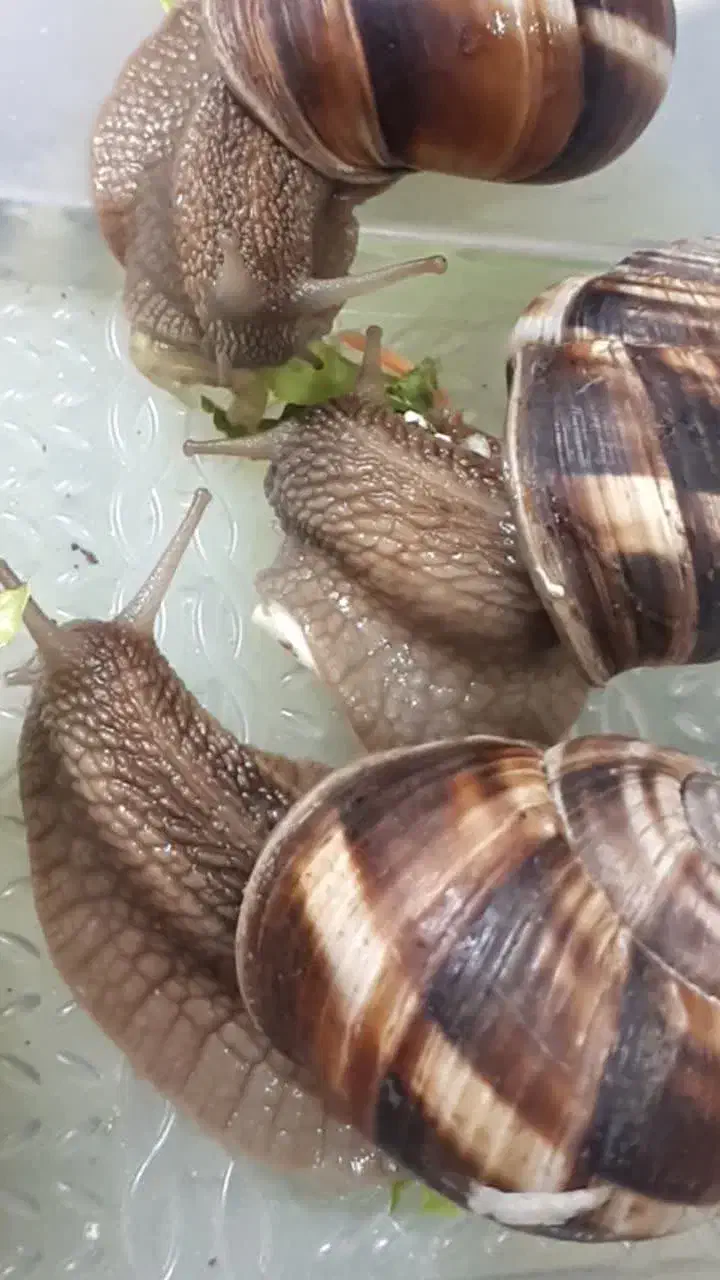 اسکارو حلزون|خزنده|مهریز, |دیوار