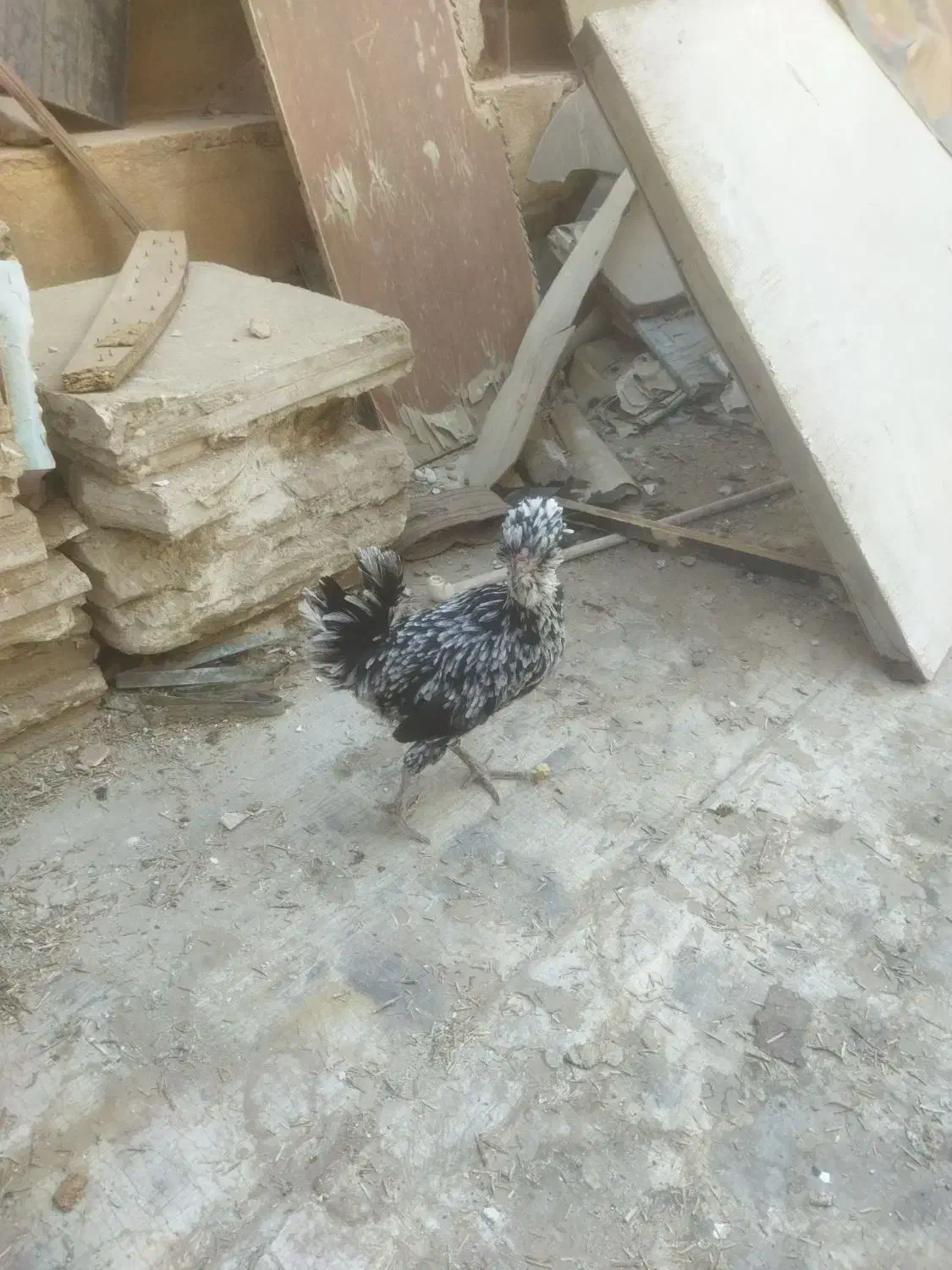 مرغ جوان تخم گذار|حیوانات مزرعه|قم, علی آباد سعدگان|دیوار