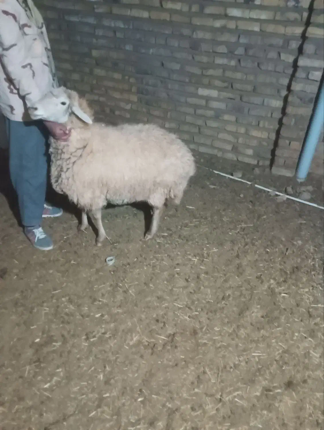 فروش یک میش چاق|حیوانات مزرعه|میان ولایت, |دیوار