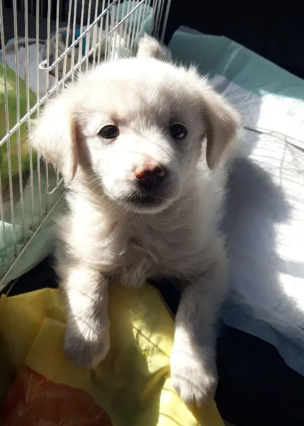 توله سگ پامر|سگ|مشهد, نیروی هوایی|دیوار