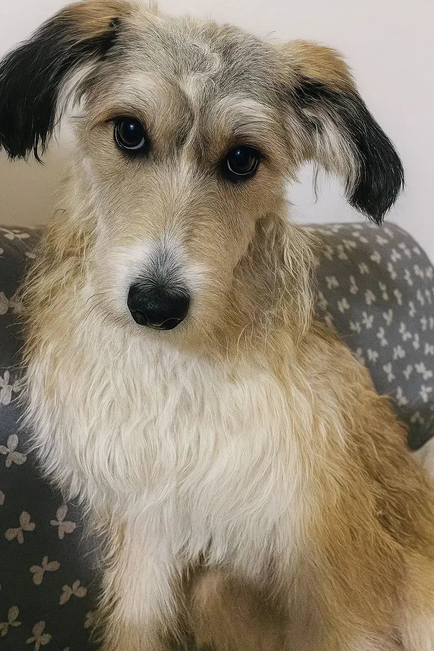 گمشده|سگ|فولادشهر, B1|دیوار