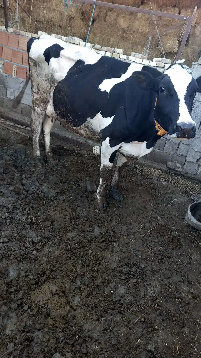 گاو و گوساله پنچ ماه|حیوانات مزرعه|گرگان, |دیوار