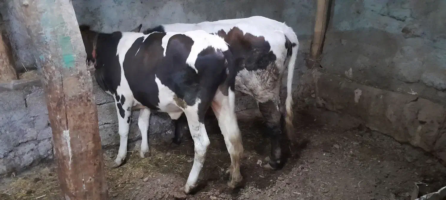 گوساله ماده|حیوانات مزرعه|مشگین شهر, |دیوار