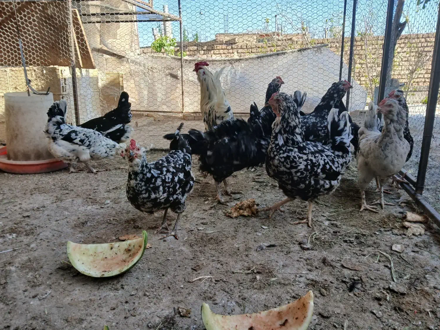 تخم نطفه دار گلین لری اصیل|حیوانات مزرعه|فولادشهر, زاینده رود|دیوار