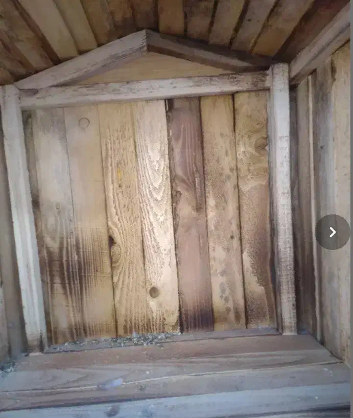 کبوتر،گنجه|لوازم جانبی حیوانات|نورآباد ممسنی, |دیوار