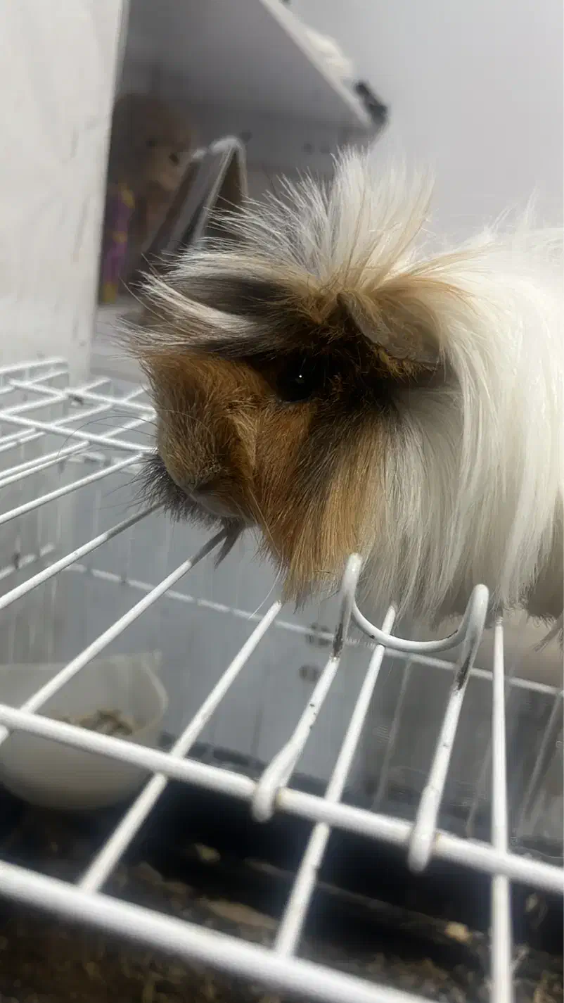 خوکچه هندی نر بالغ|موش و خرگوش|محمدشهر, محمدشهر|دیوار