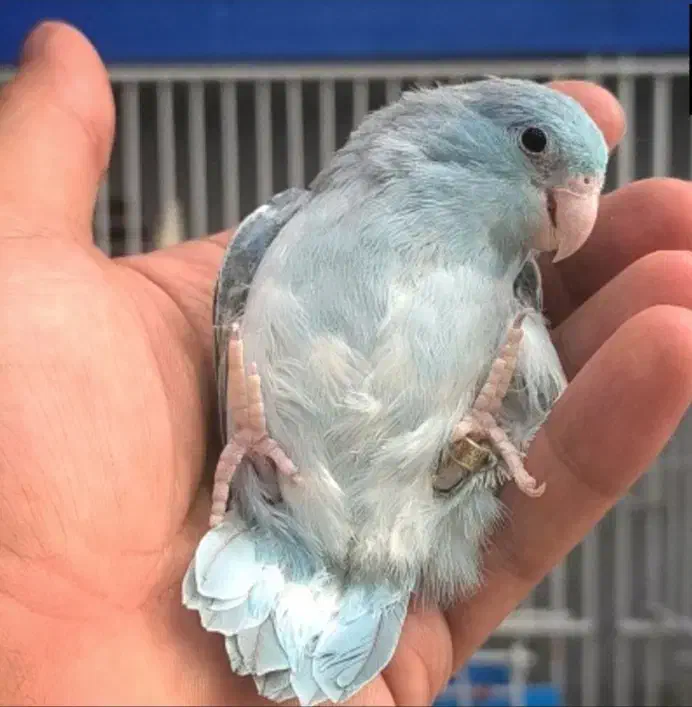 جفت طوطی پروتلت به ضمانت تخم|پرنده|بیرجند, |دیوار