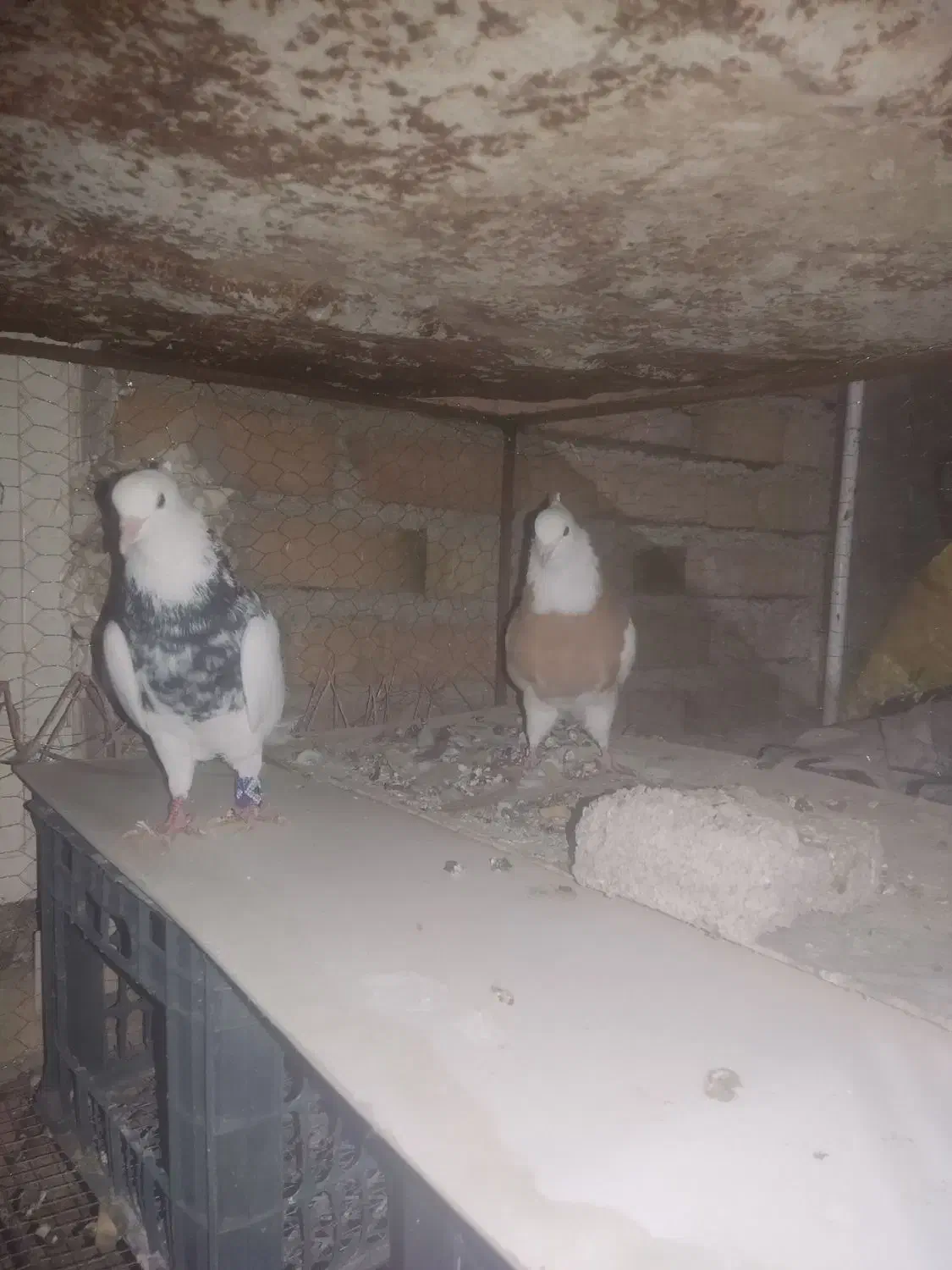 طوقی|پرنده|آبدانان, |دیوار