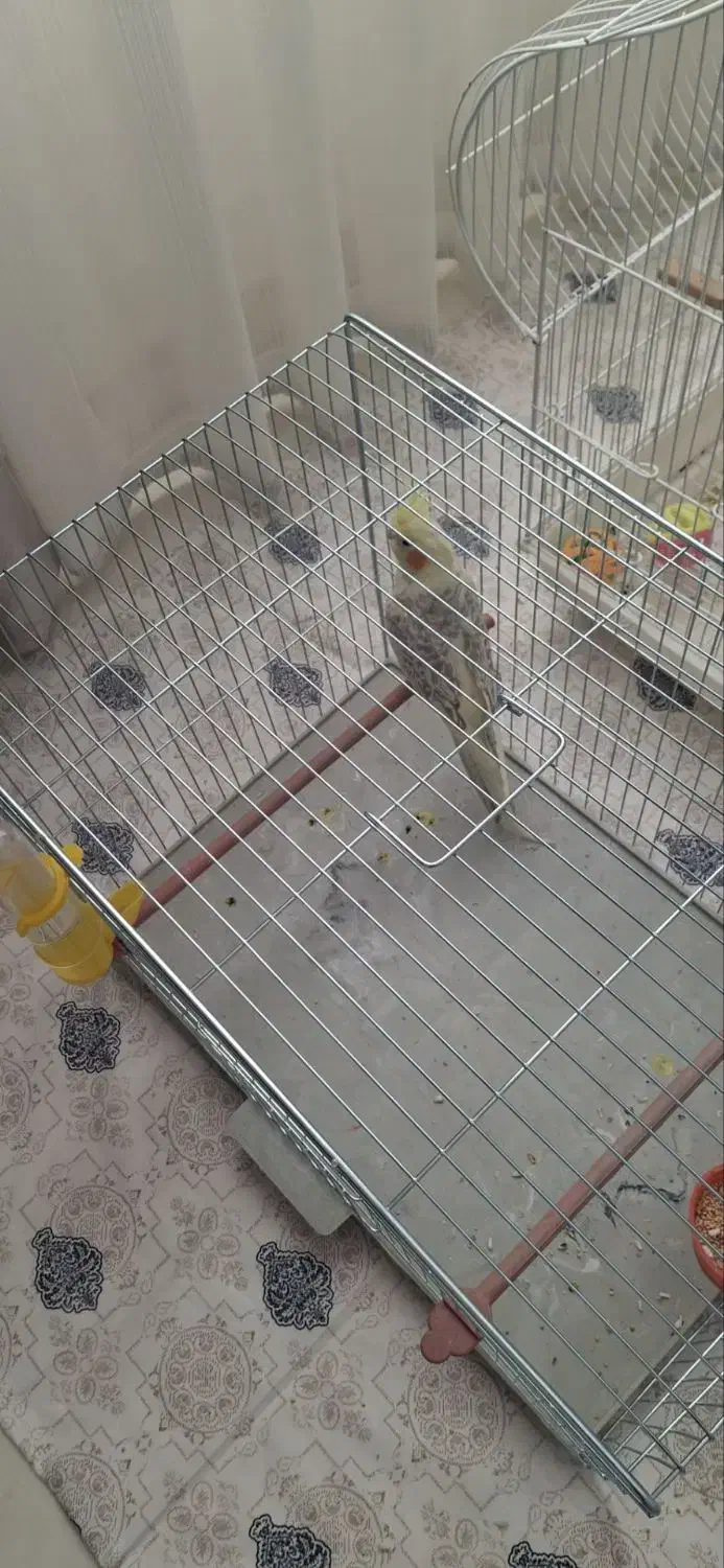 عروس هلندی نر|پرنده|مراغه, |دیوار