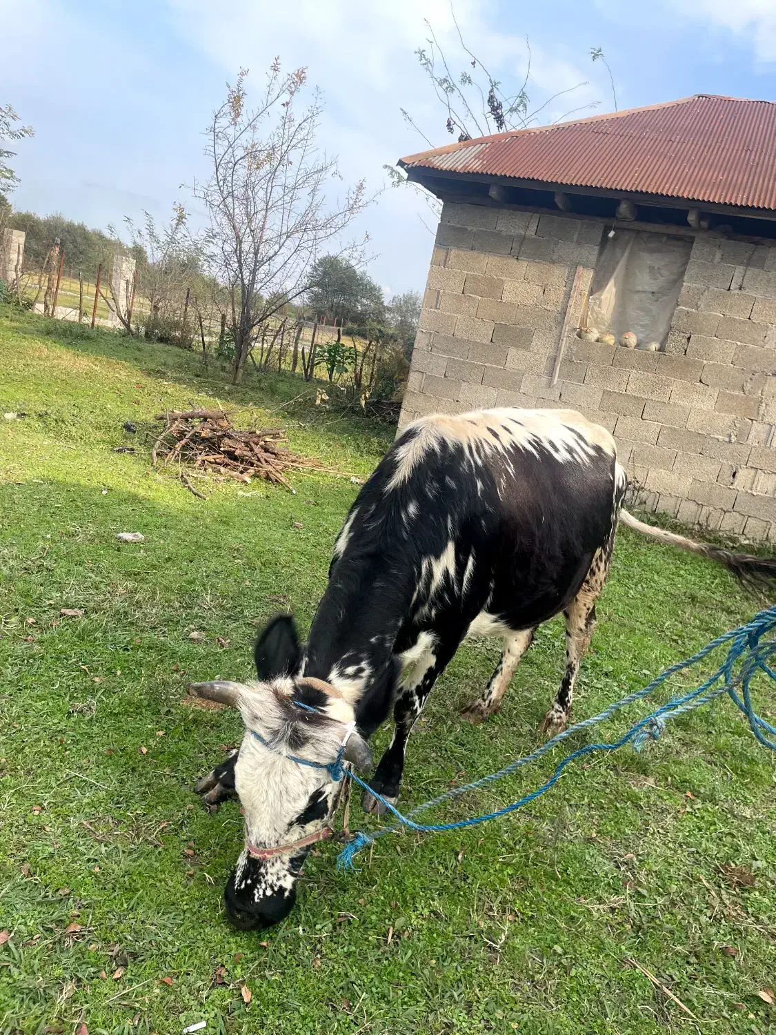 گاو ۷ماه نیم حامله|حیوانات مزرعه|فومن, |دیوار