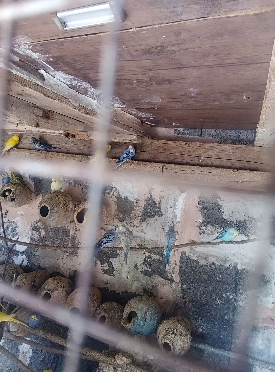 مرغ عشق|پرنده|میناب, |دیوار