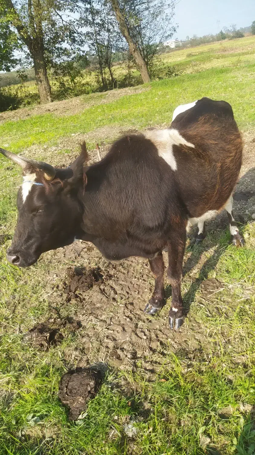 گاو‌ جوان عروسک|حیوانات مزرعه|کلاچای, |دیوار