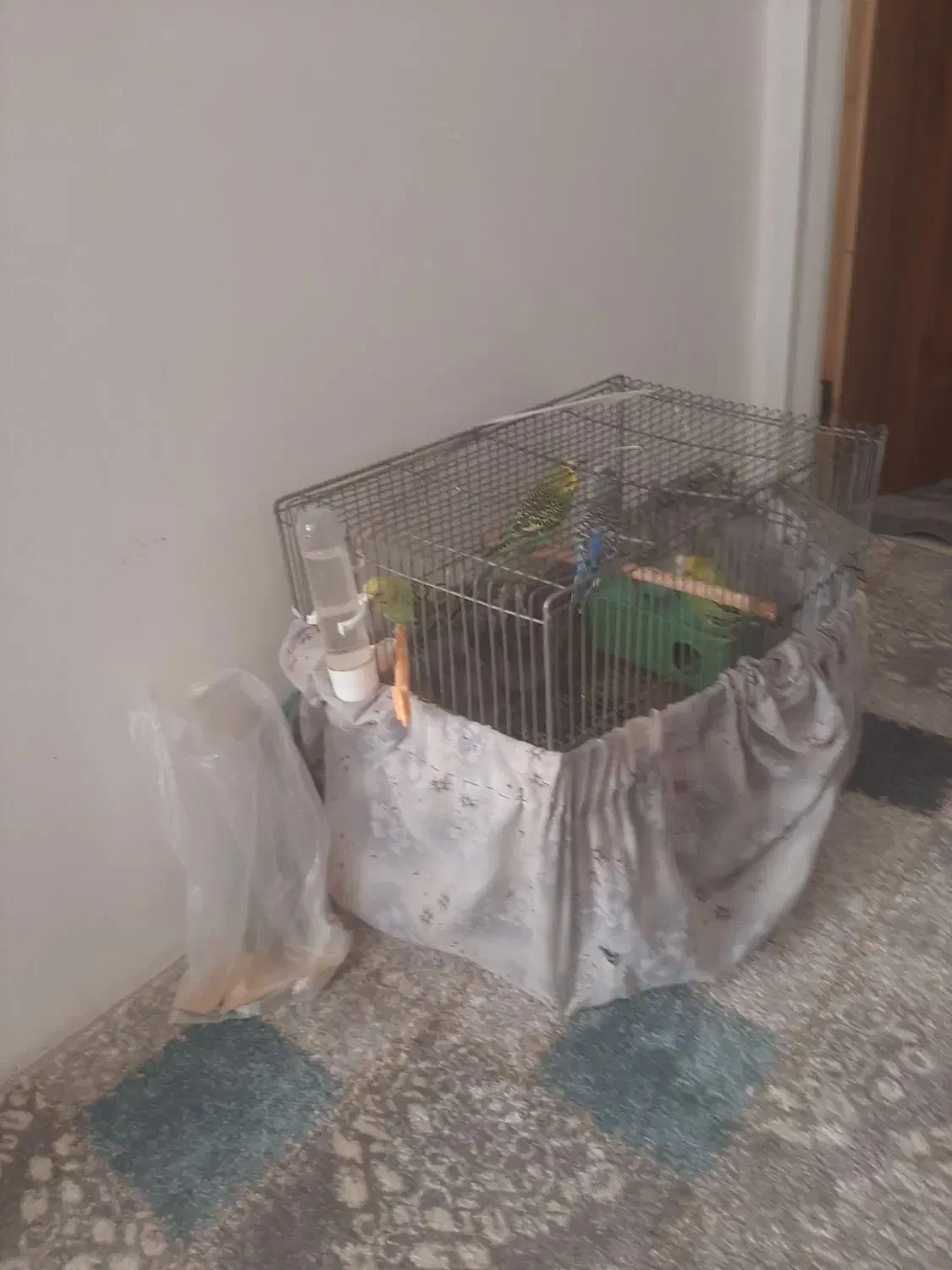 ۸عدد پرنده مرغ عشق|پرنده|الوند, |دیوار