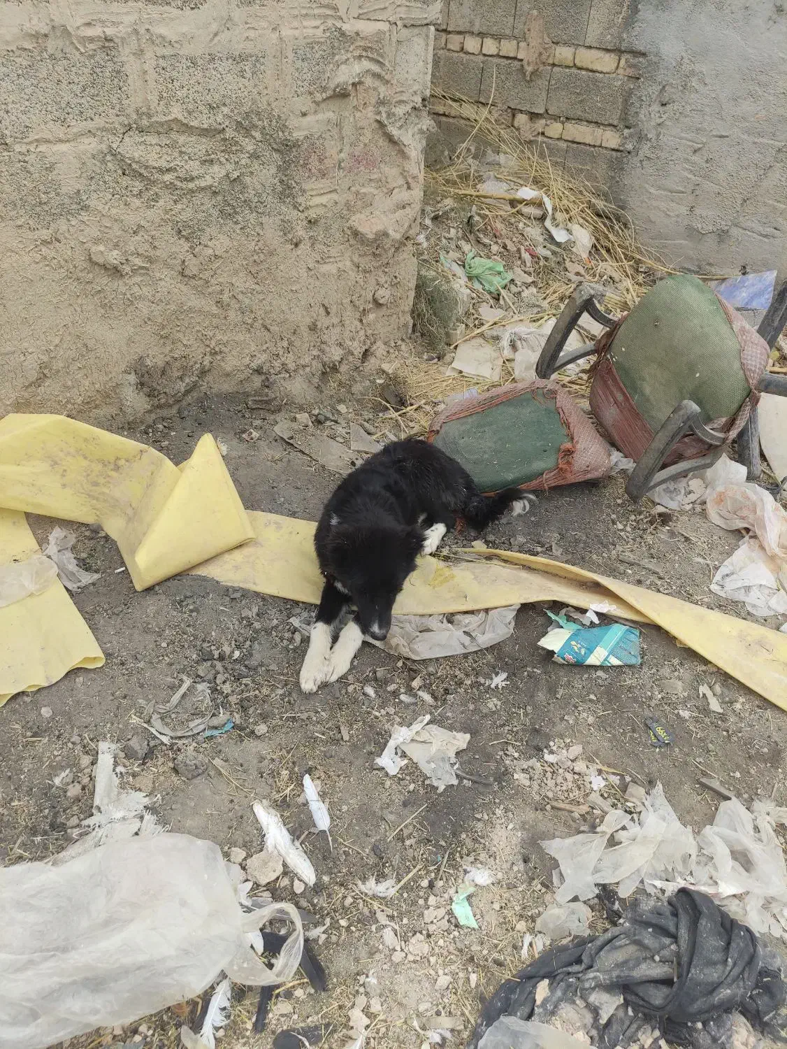 توله سگ|سگ|قهدریجان, |دیوار