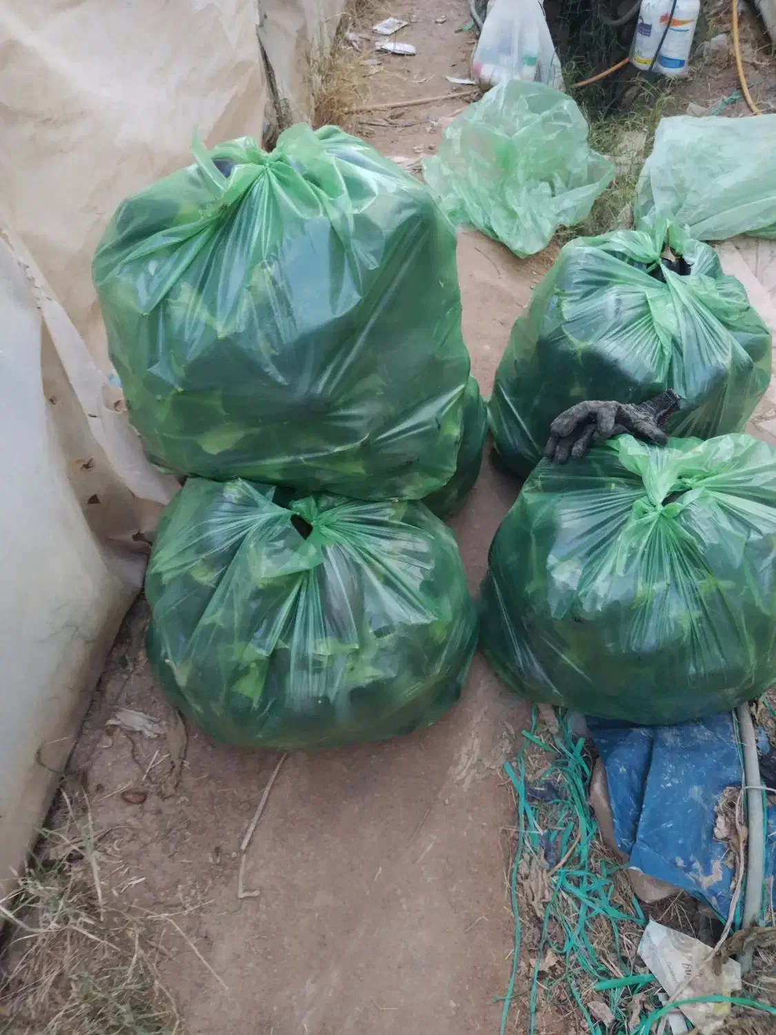 بادمجان|حراج|یزد, |دیوار