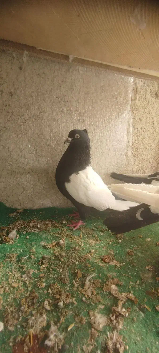 ۶ تا کفتر . کبوتر|حیوانات|مشهد, شهرک مهر آباد|دیوار