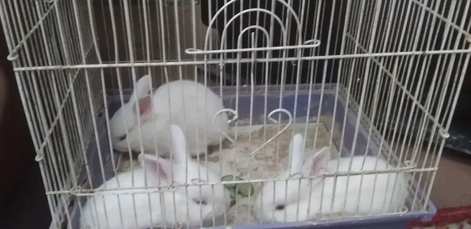 بچه خرگوش|موش و خرگوش|اشکذر, |دیوار