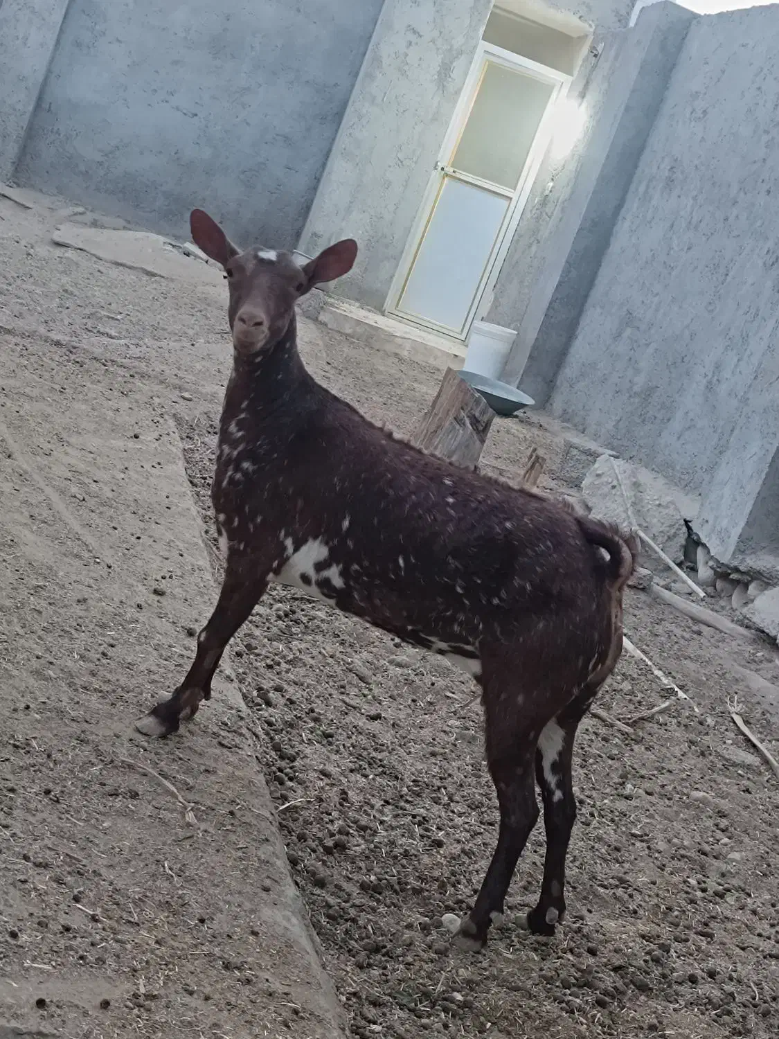 بز صلاله اصل|حیوانات مزرعه|قلعه قاضی, |دیوار