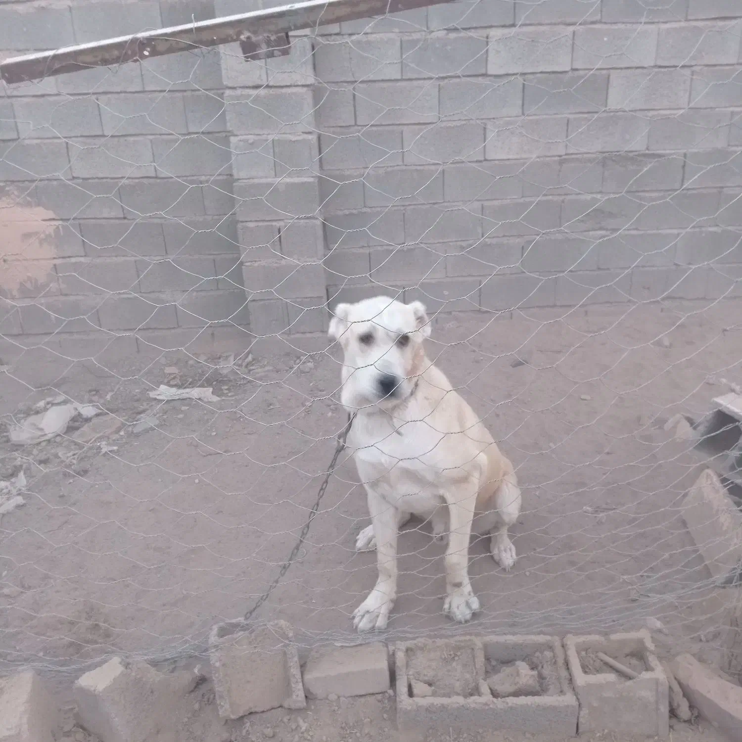 سگ ،|سگ|سبزوار, قصبه غربی|دیوار