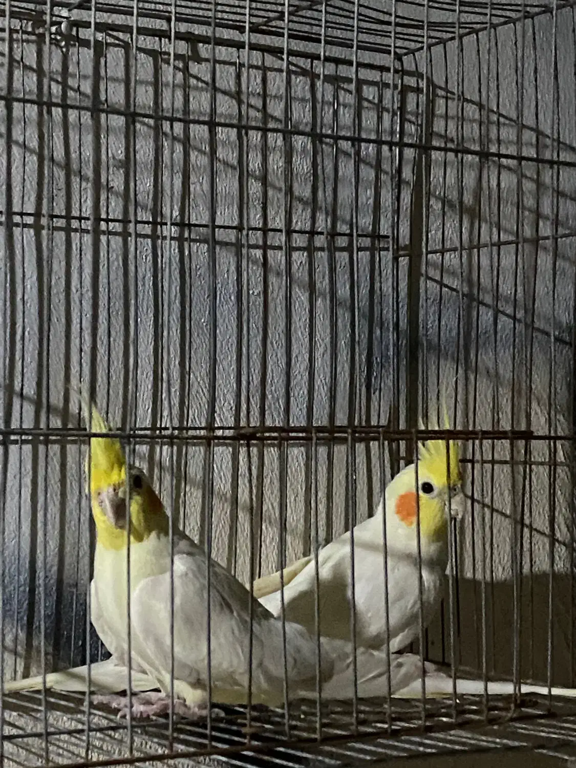 عروس هلندی|پرنده|آمل, |دیوار