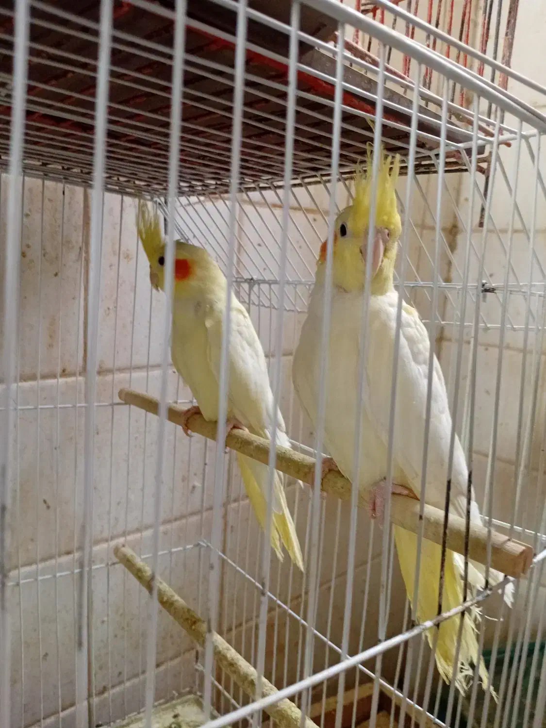 عروس هلندی|پرنده|مسجد سلیمان, |دیوار