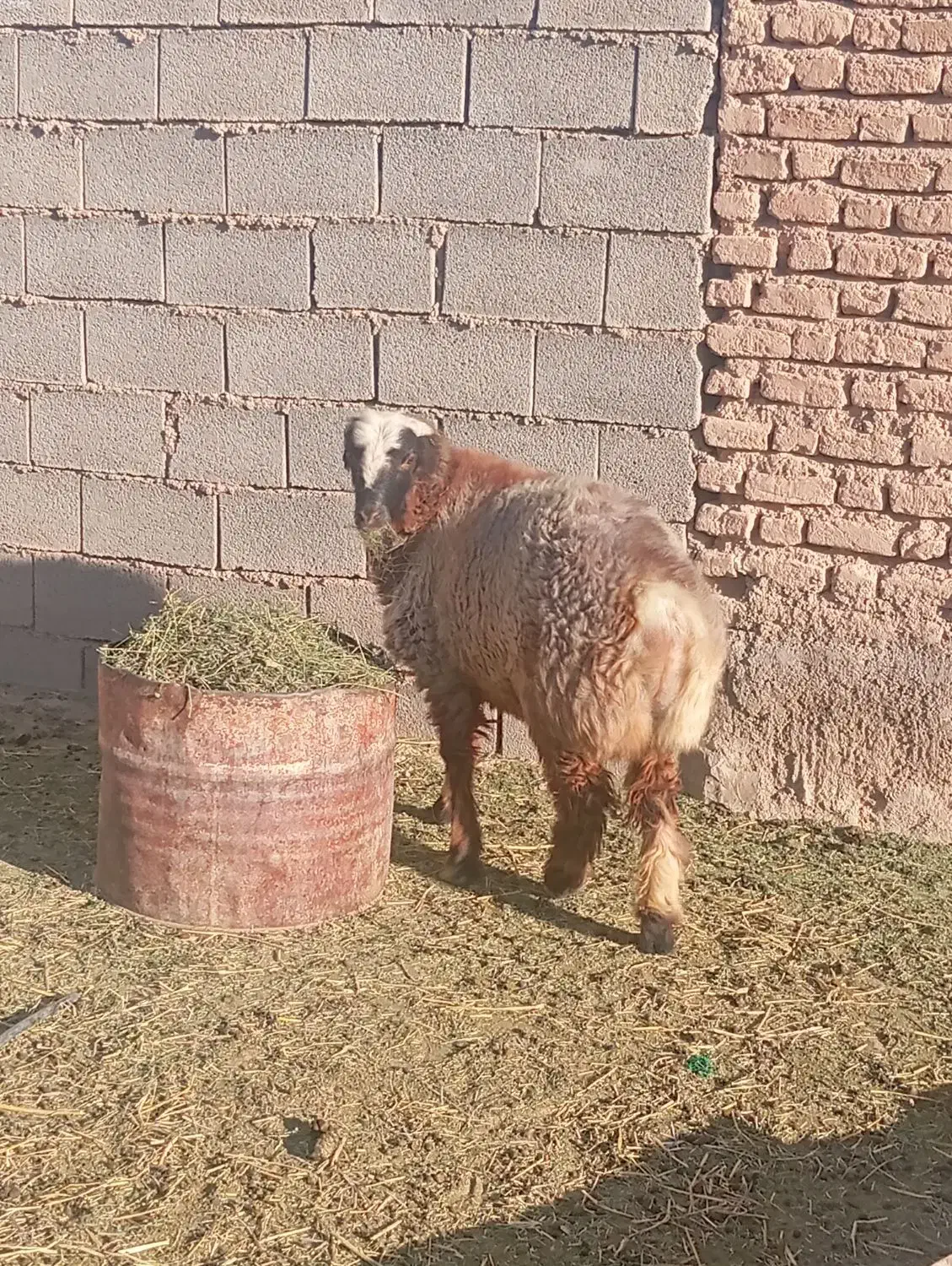 بره نر|حیوانات مزرعه|ارسنجان, |دیوار