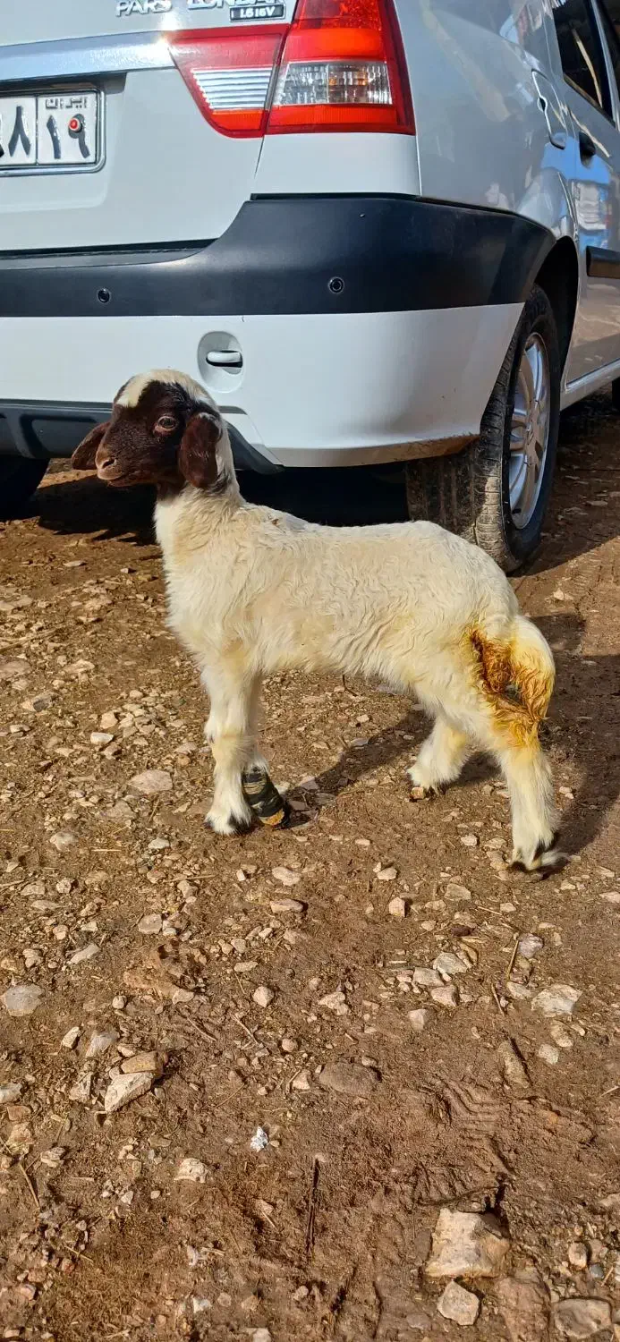 بره شیری ماده|حیوانات مزرعه|ماهیدشت, |دیوار