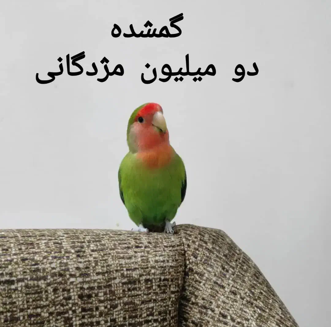 پرنده|پرنده|رشت, کوی مهر|دیوار