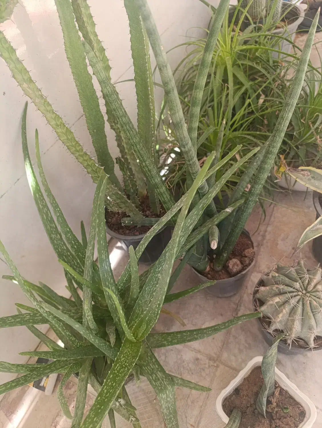 گیاه ، کاکتوس و ساکولنت|گل و گیاه طبیعی|رباط‌کریم, رباط‌کریم|دیوار