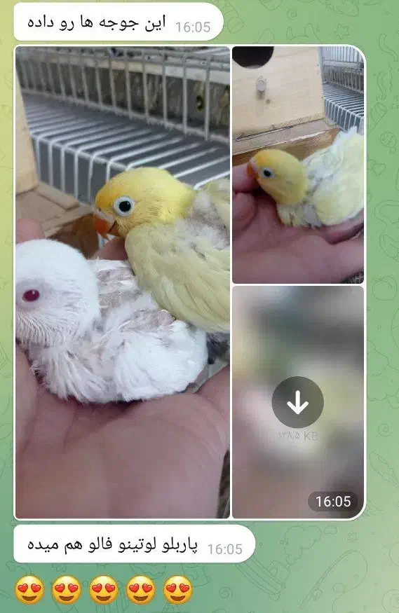 کاردرمنزل استخدام خانم آقا تولید طوطی کوتوله|پرنده|مشهد, فاطمیه|دیوار