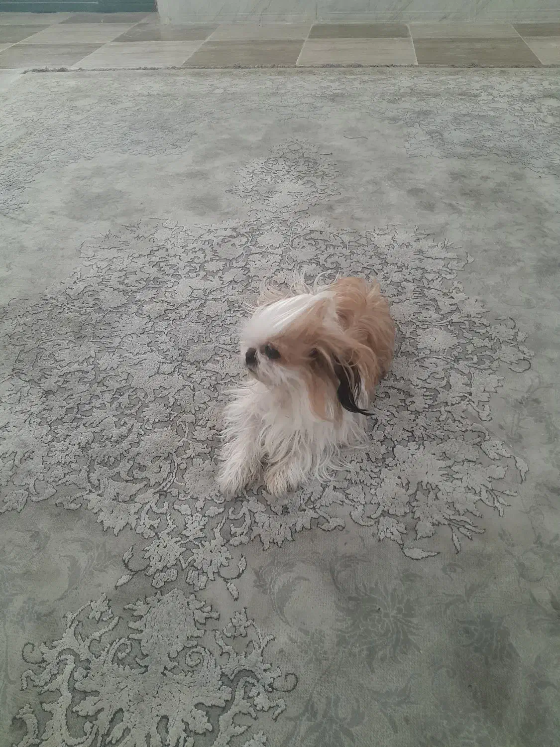 شیتزوفلت|سگ|بندرعباس, |دیوار