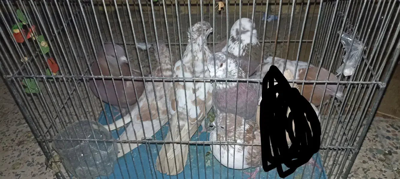 تعدادی کبوتر ملقی فروشی|پرنده|بافت, |دیوار