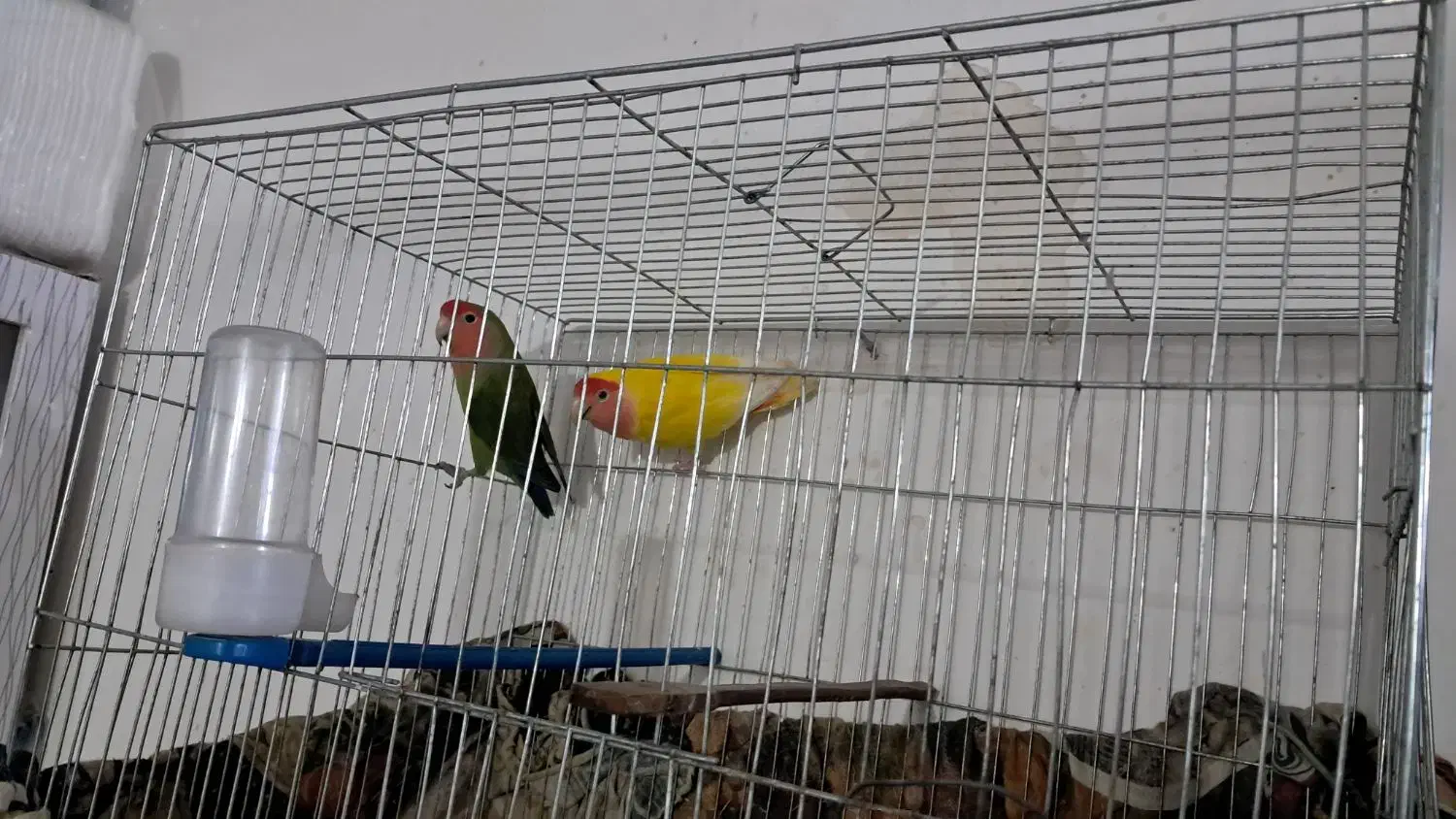 طوطی برزیلی|پرنده|کارون, |دیوار