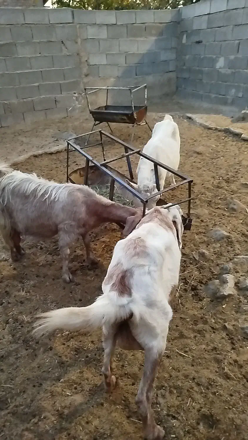 بز سانن پنجابی دورگ سانن|حیوانات مزرعه|درودزن, |دیوار