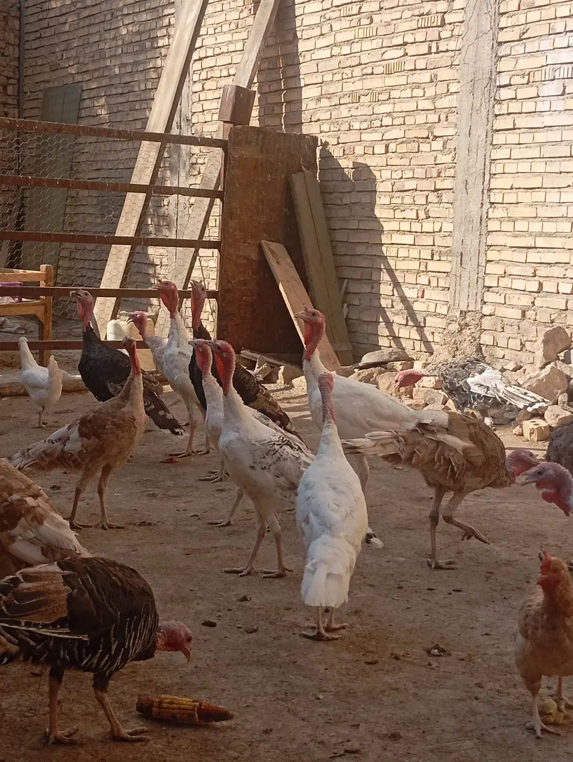 بوقلمون نر و ماده|حیوانات مزرعه|مرودشت, رودبال|دیوار