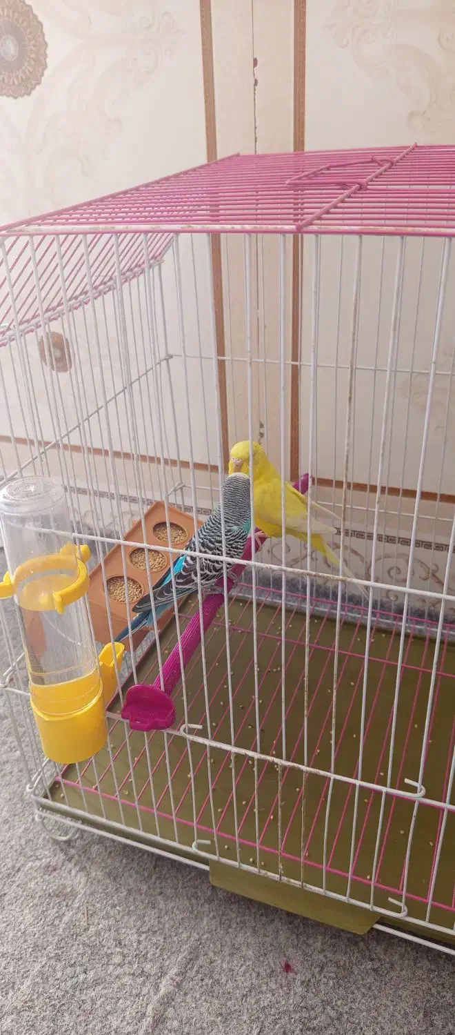 مرغ عشق نر و ماده|پرنده|ایذه, |دیوار