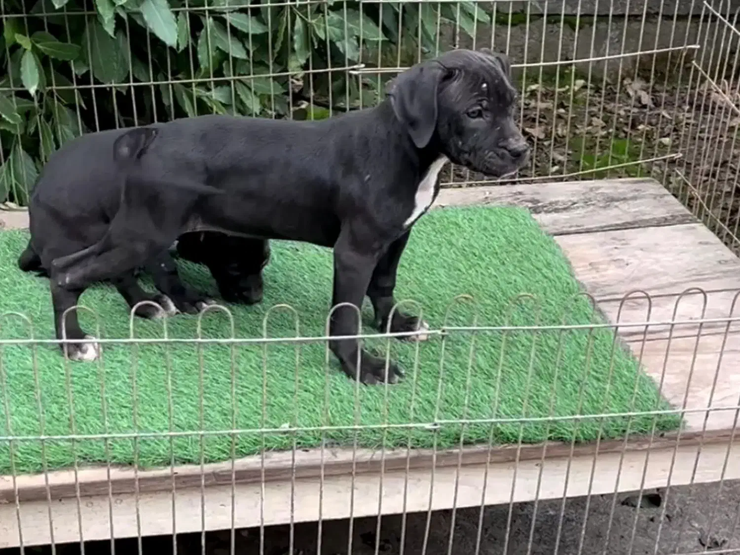 توله پیتبول مشکی و خاکستری|سگ|رشت, حومه رشت|دیوار