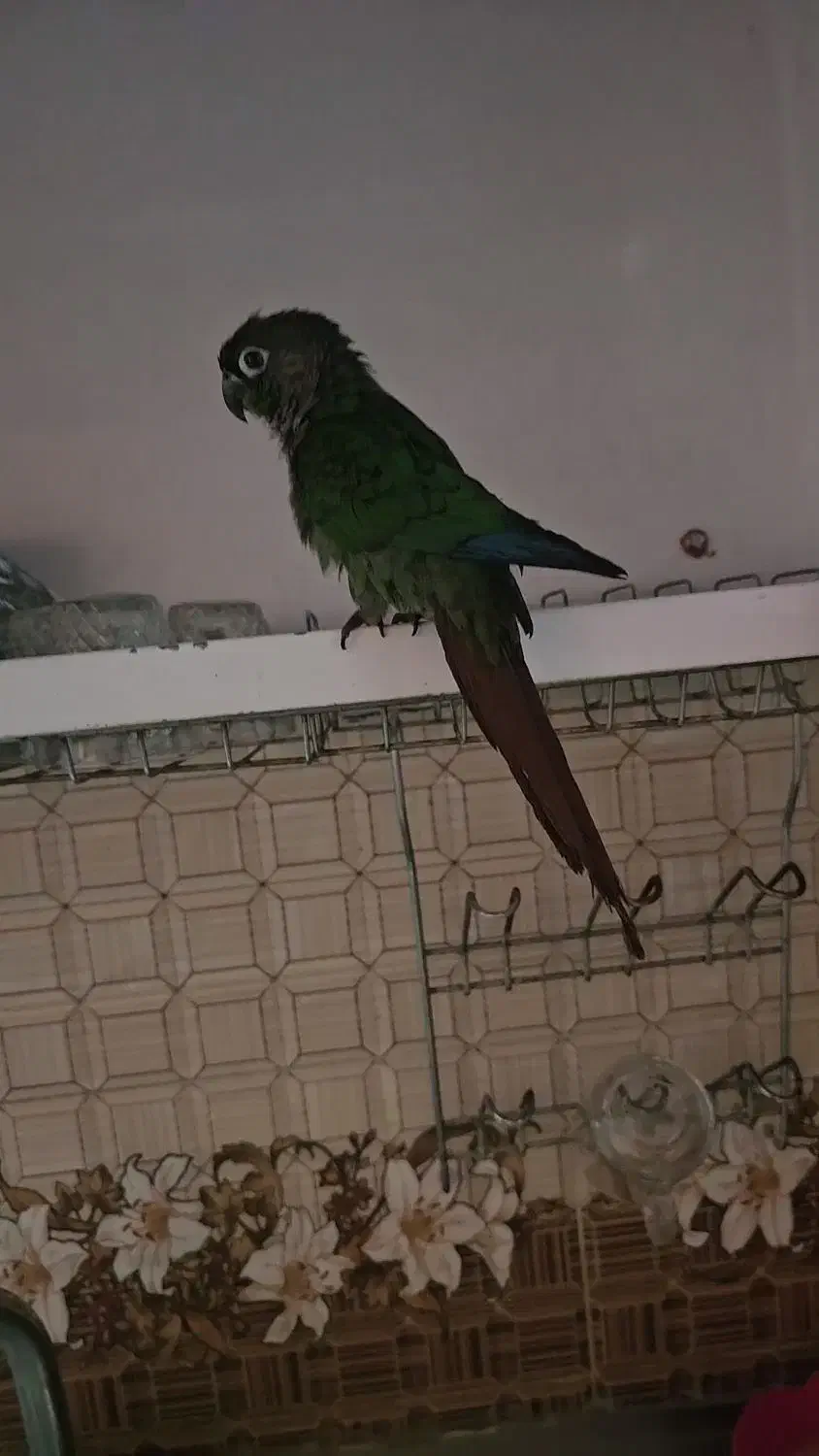 طوطی گمشده|حیوانات|شیراز, شاپورجان|دیوار