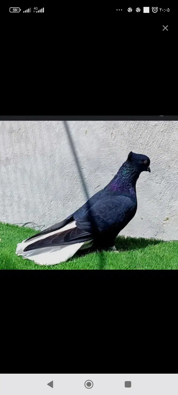 کفتر|حیوانات|یزد, |دیوار