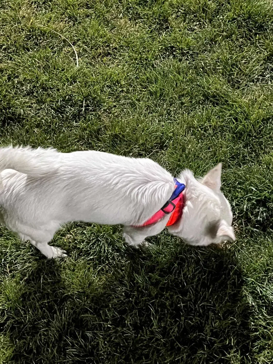 سگ،پاکوتا|سگ|سقز, |دیوار