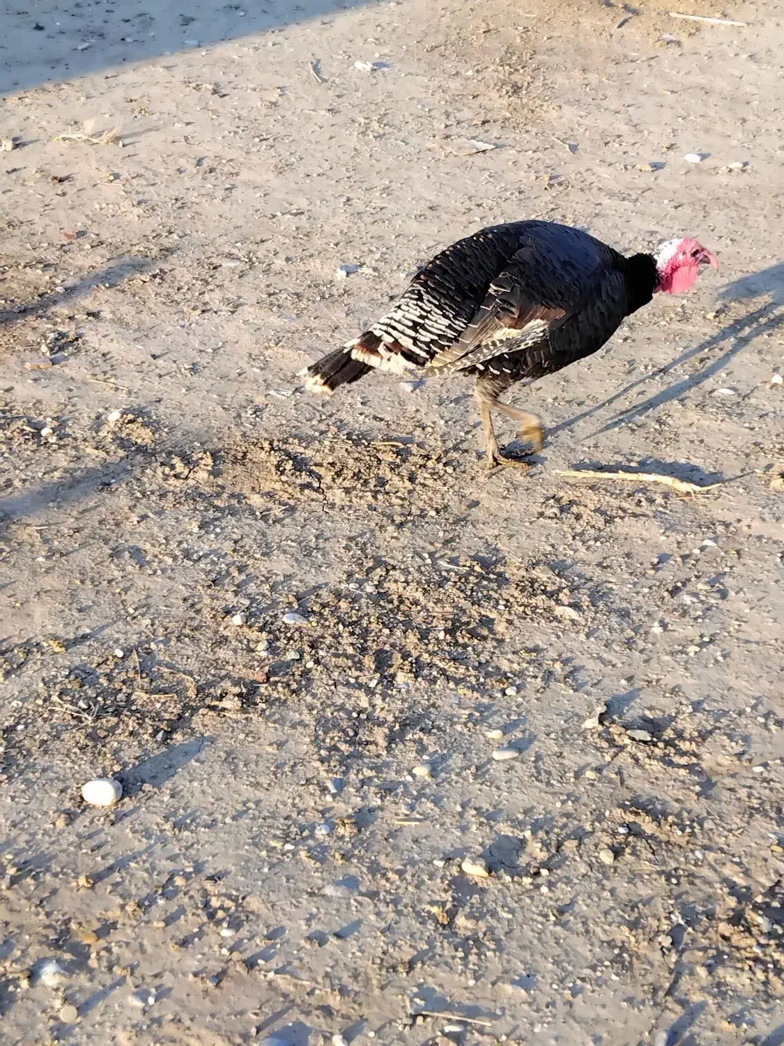 بوقلمو|حیوانات مزرعه|پلدشت, |دیوار