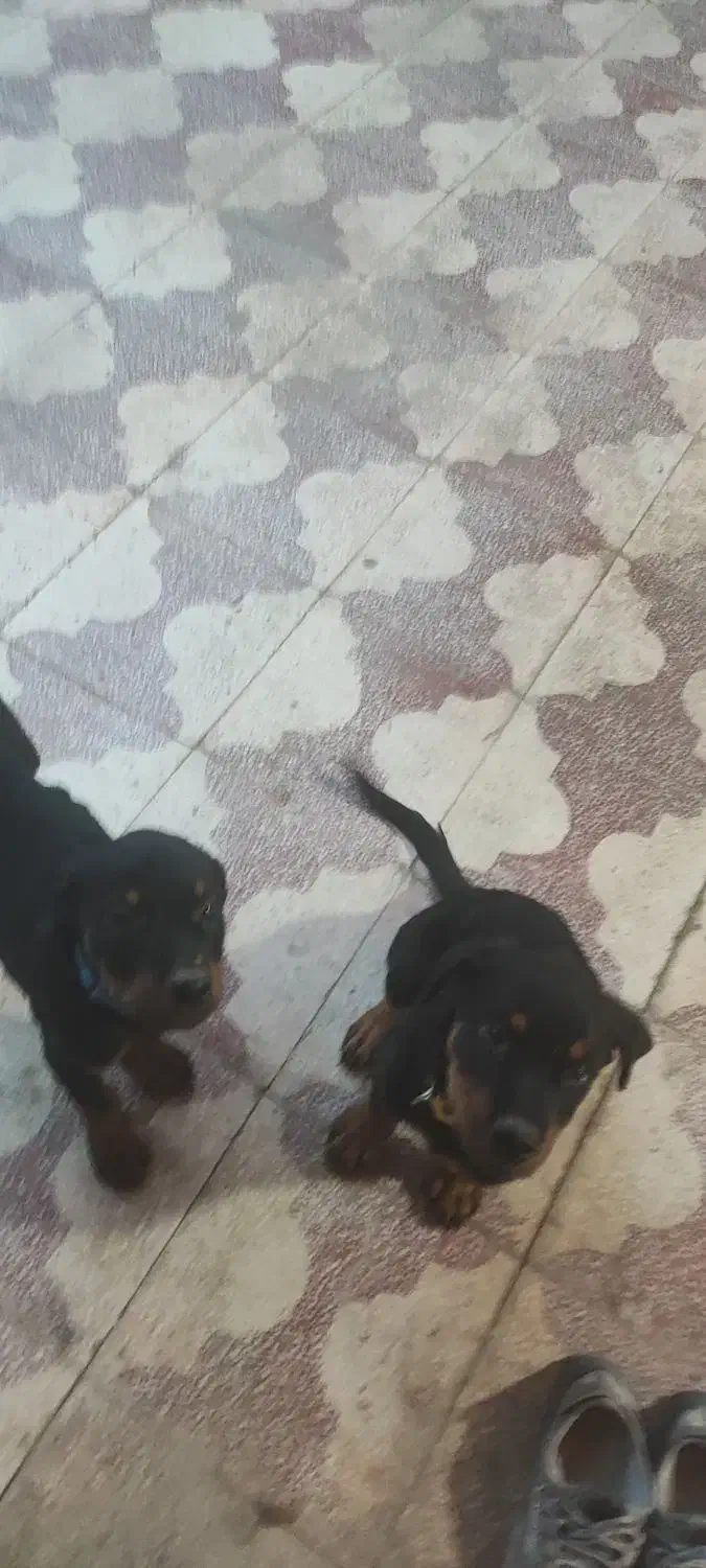 توله روتوایلر اصل|سگ|اهواز, کیانپارس |دیوار